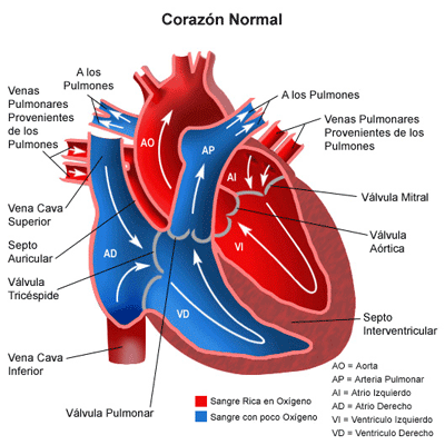 Anatomia del CorazÃ³n